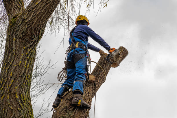 Burlington, NC Tree Care Services Company